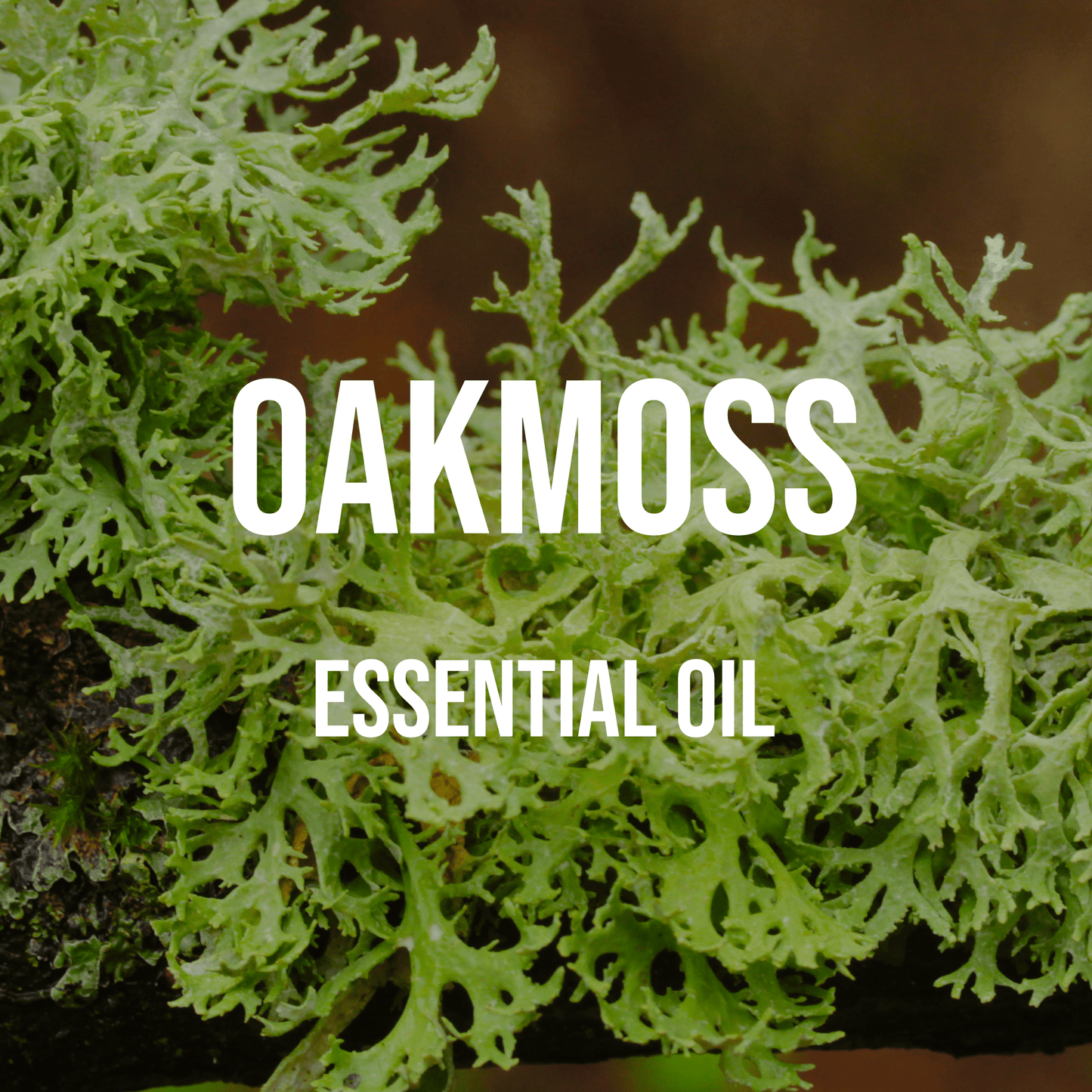 Oak Moss Essential Oil