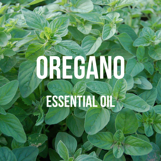 Oregano Essential Oil