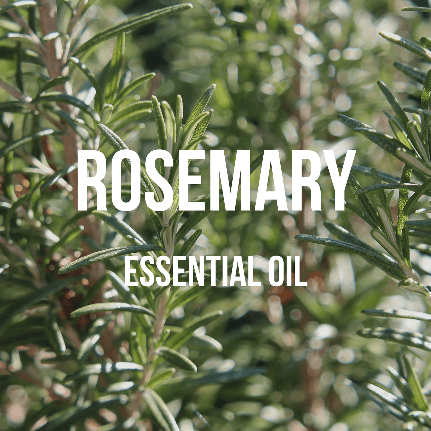 Rosemary Essential Oil