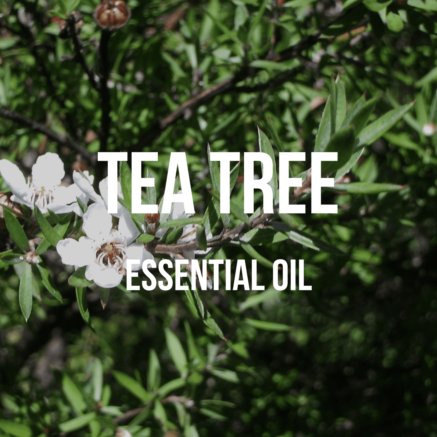 Tea Tree Essential Oil