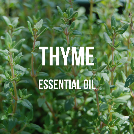 Thyme Essential Oil