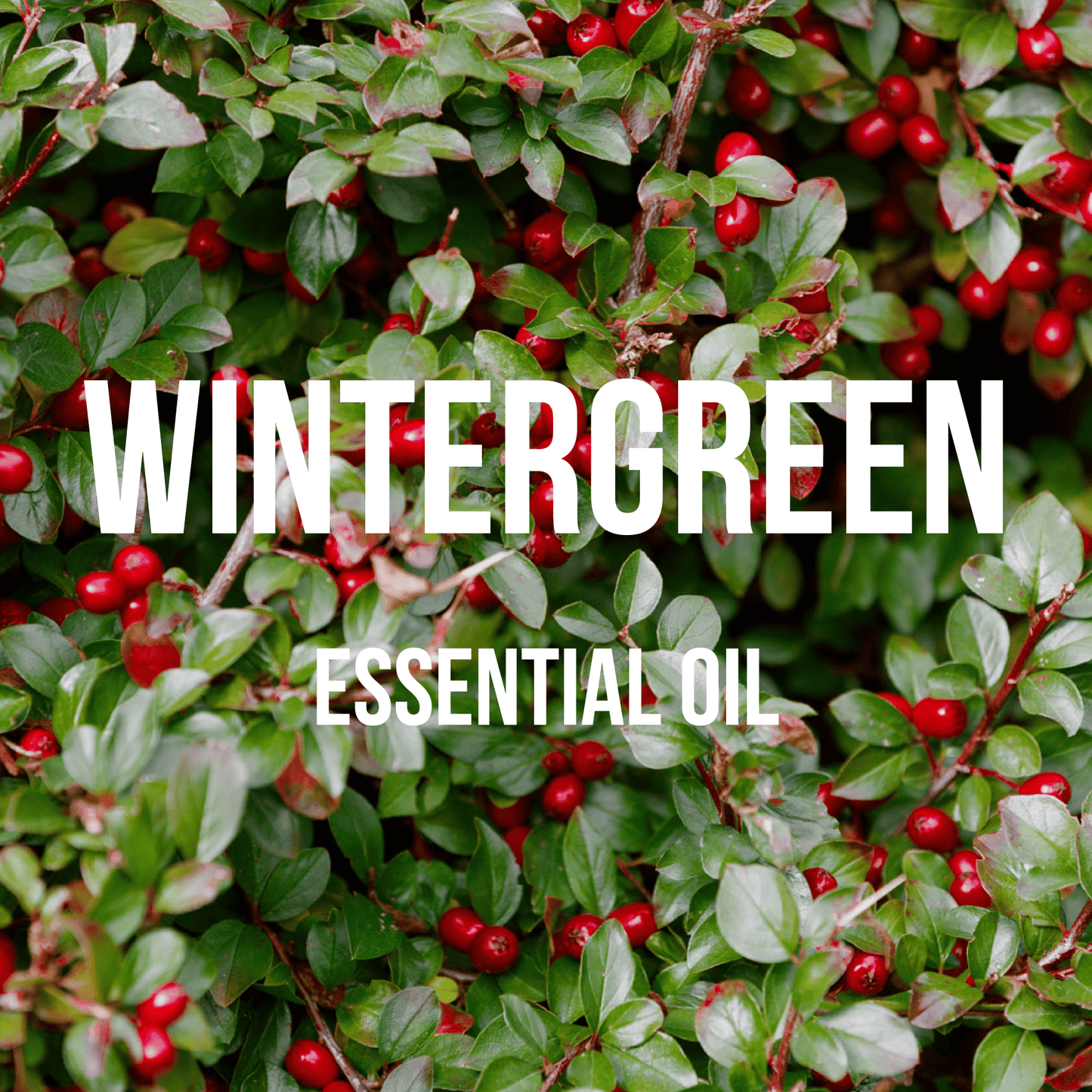 Wintergreen Essential Oil