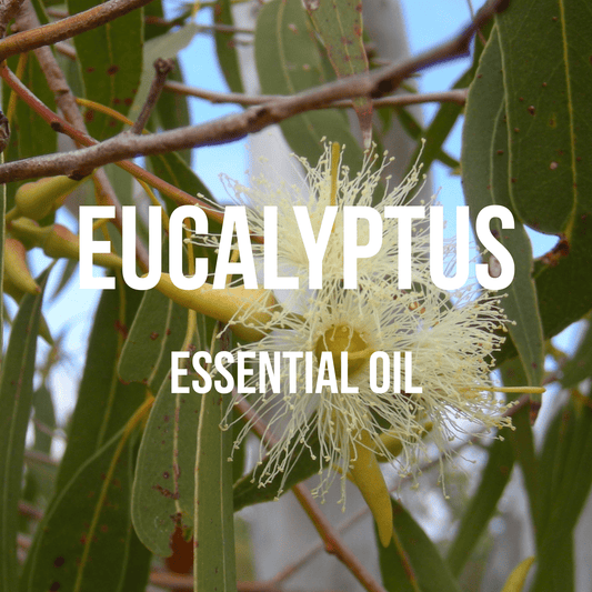 Eucalyptus Essential Oil