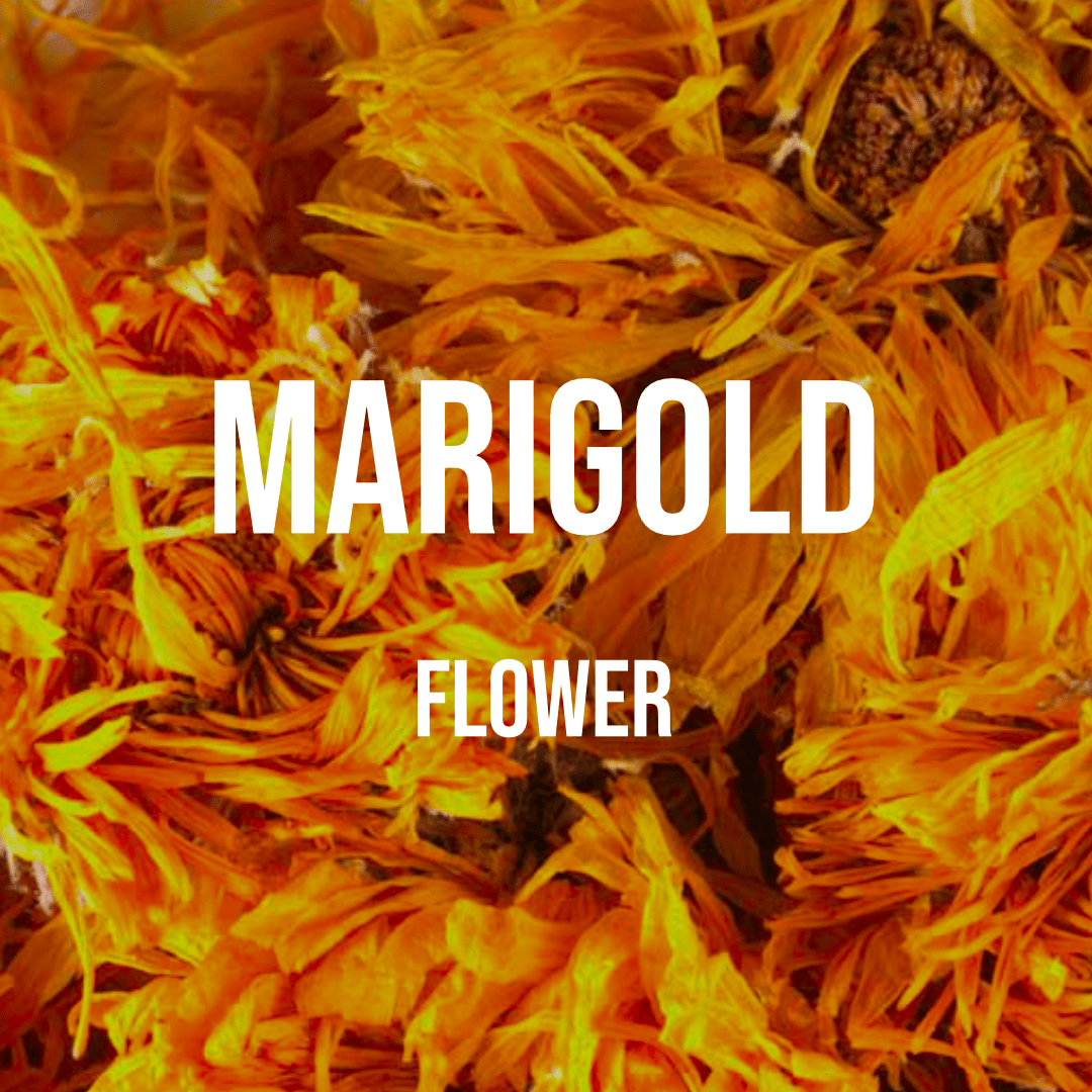 Marigold (Calendula) Flower