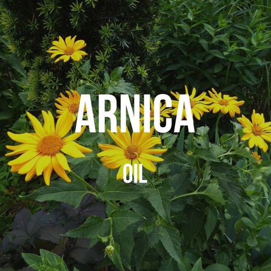 Arnica Oil