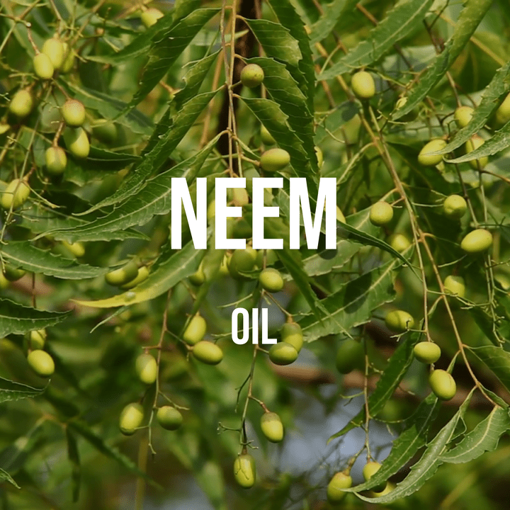 Neem Oil