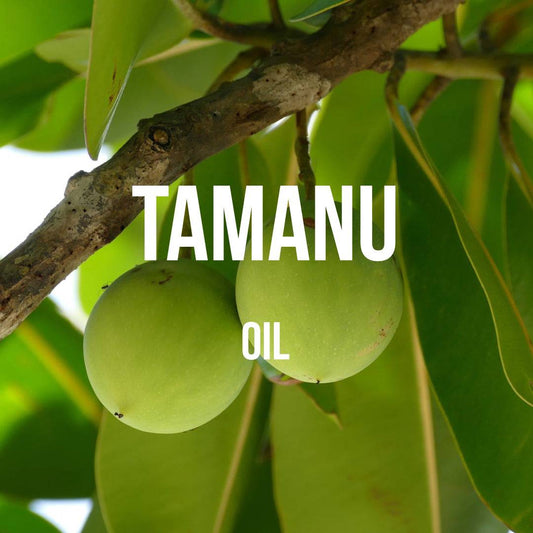 Tamanu Oil