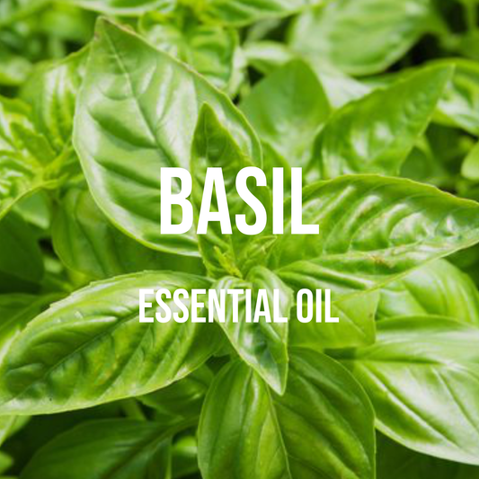 Basil (Sweet) Essential Oil