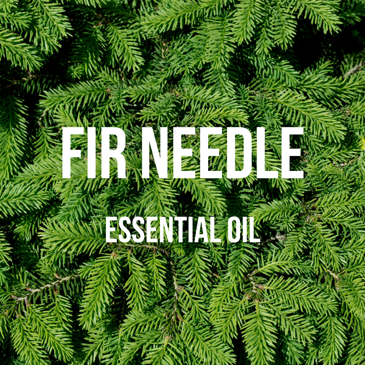 Fir Needle (Siberian) Essential Oil