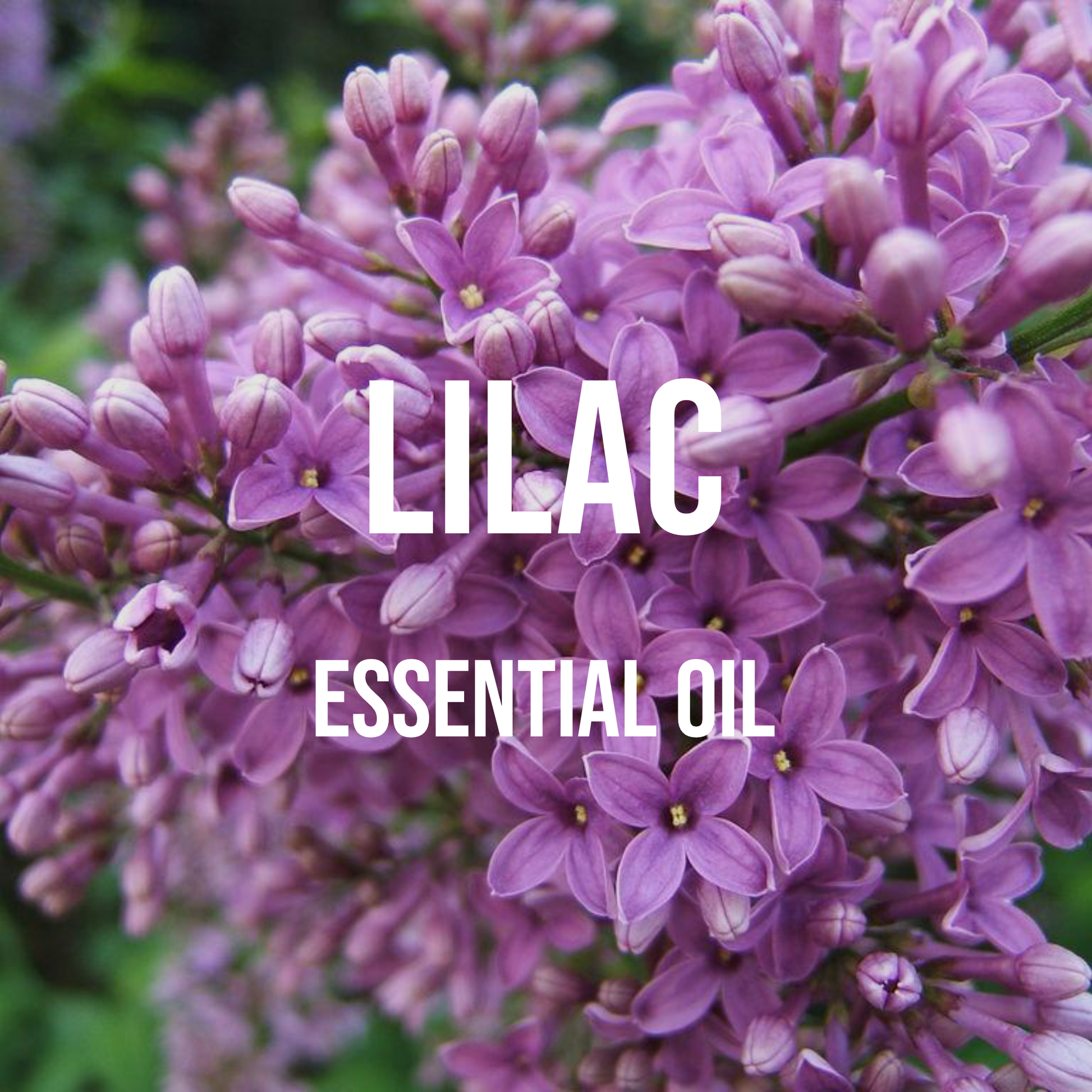 Lilac Essential Oil – World of Aromas