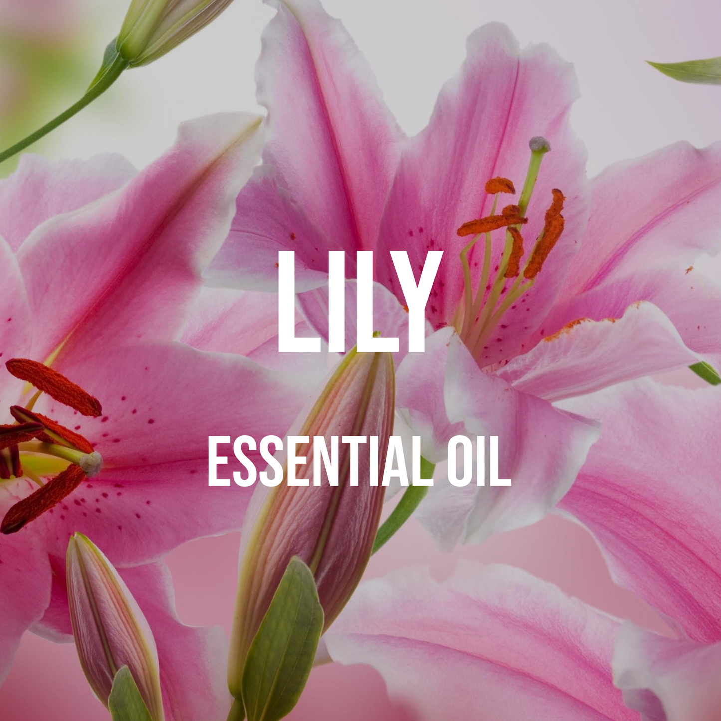 Lily Essential Oil – World of Aromas