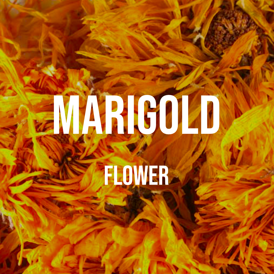 Marigold (Calendula) Flower
