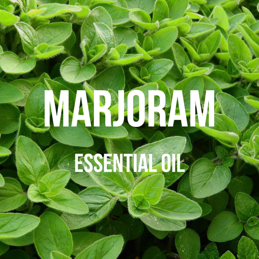 Marjoram Essential Oil