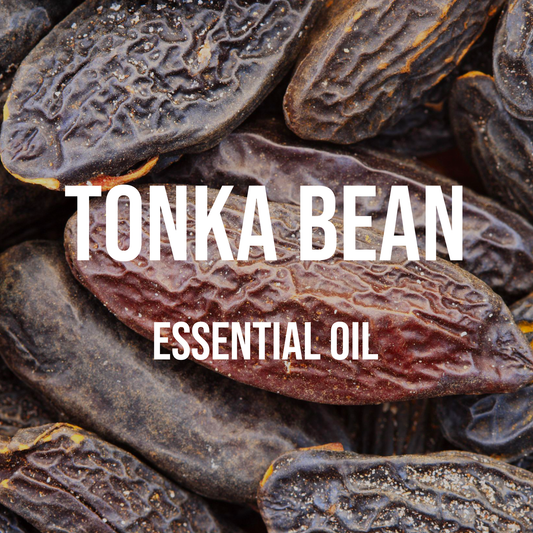 Tonka Bean Essential Oil 10% Dilution