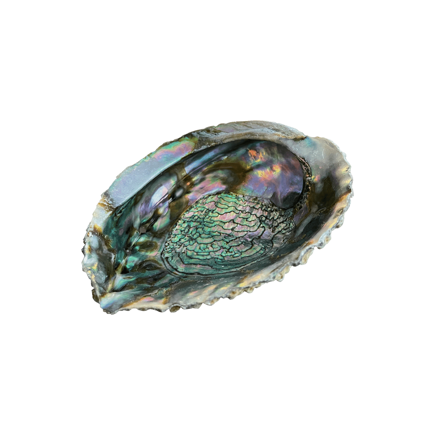 Abalone Smudging Shells